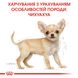 Royal Canin Dog Chihuahua (Чихуахуа) Puppy для щенков 500 грамм сухой корм