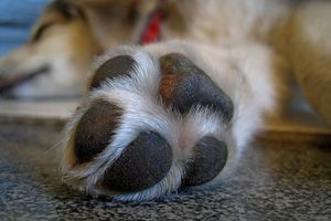 Защити подушечки лап вашей собаки! 5 советов!